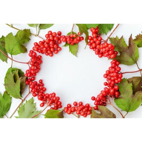 Королева садов и лесов – красавица калина